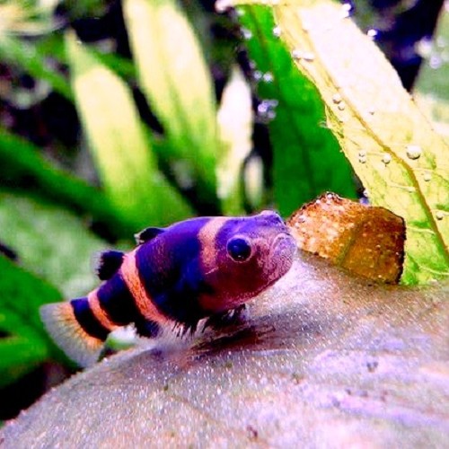 Brachygobius xanthozona - Bumblebee fish M